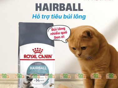 Mèo ói búi lông có nguy hiểm không?  Cách giảm búi lông hiệu quả. 